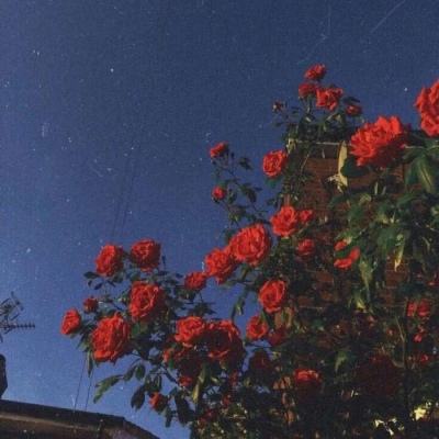 球探手机app下载